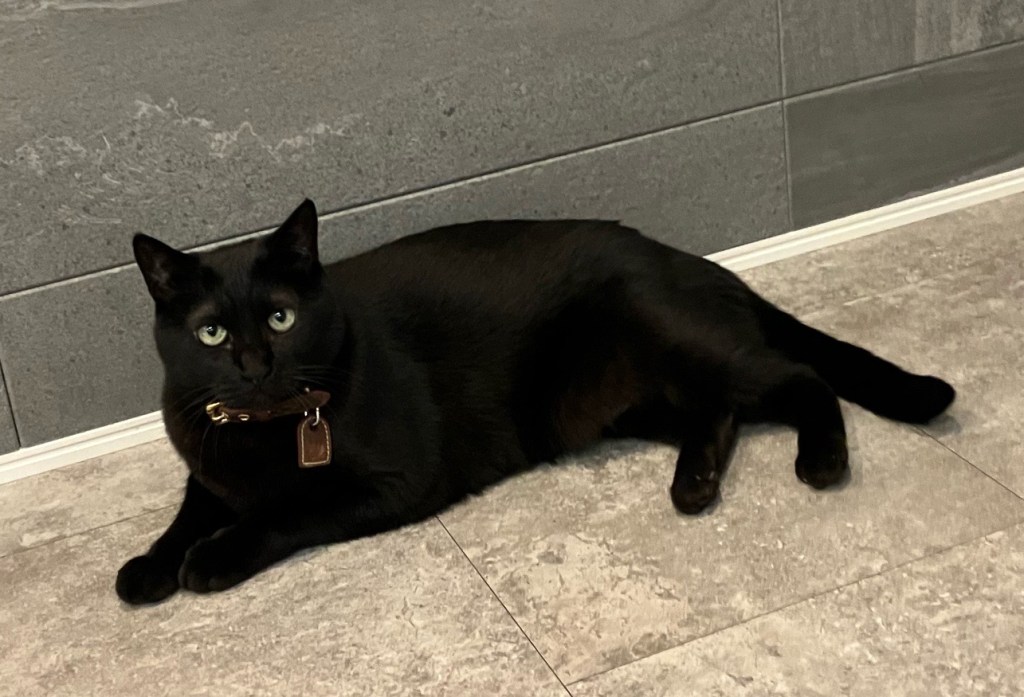 Azukiのブログ始めます。